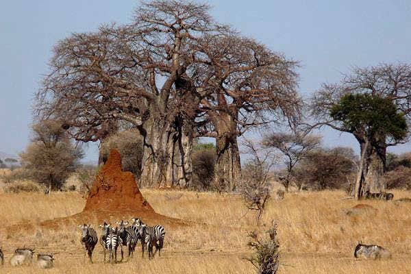 Tarangire landscape through seasons