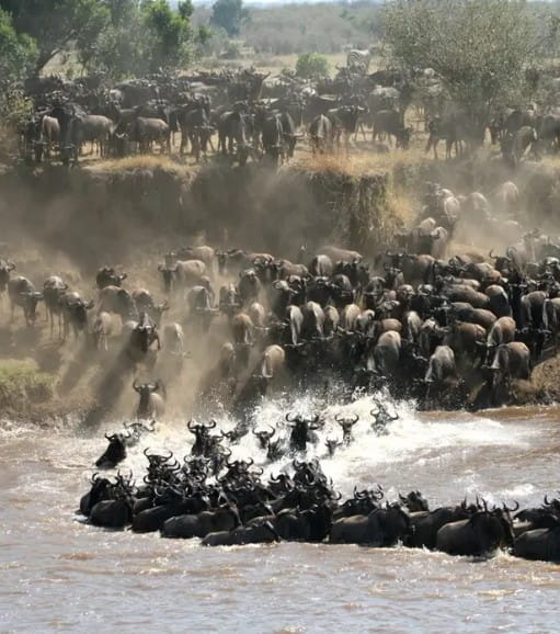Memorable wildlife moment in Tanzania
