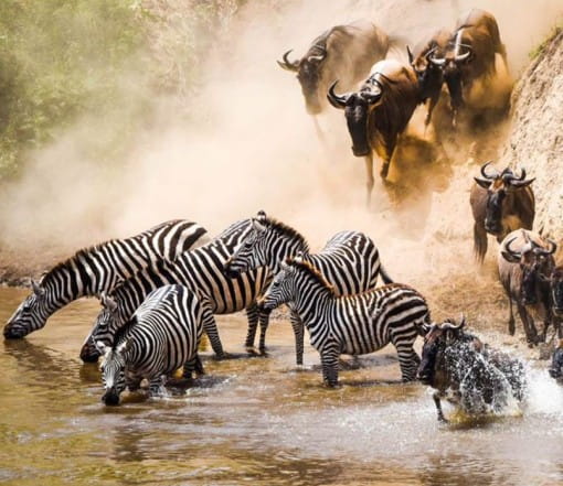 Safari vehicle exploring Tanzania's wilderness