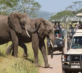 Wildlife encounter