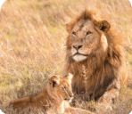 Lion and open plains in Serengeti National Park