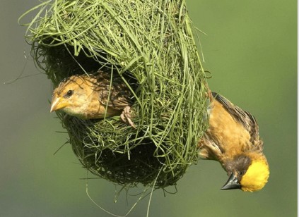 Birds Safari